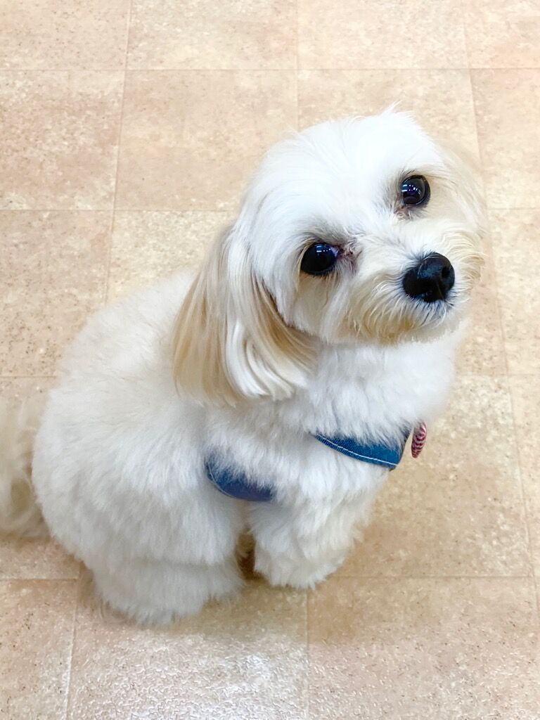 横浜市の犬のしつけレッスン/西区 マルプー サラダちゃん 2才