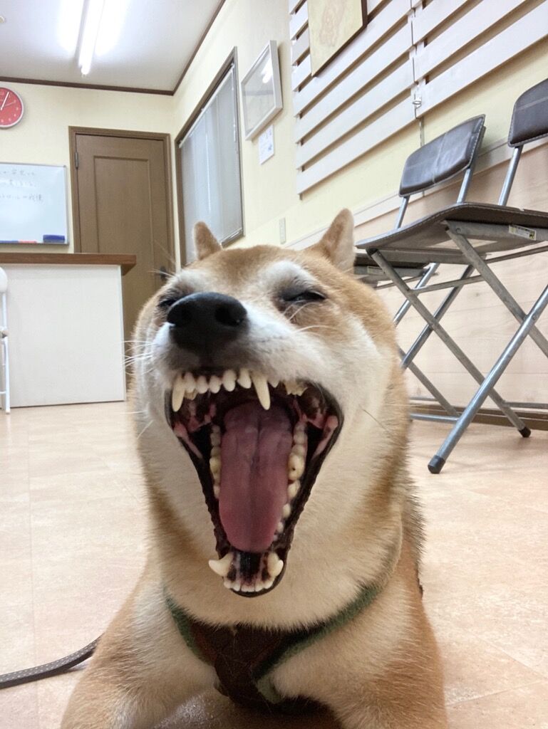 横浜市の犬のしつけレッスン/中区 豆柴 コンくん 8才