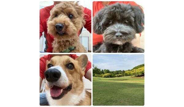 犬のしつけ教室・出張レッスン・無駄吠えの矯正レッスンを行うドッグスクール ヴィッセ、今日のわん子達～7月11日 