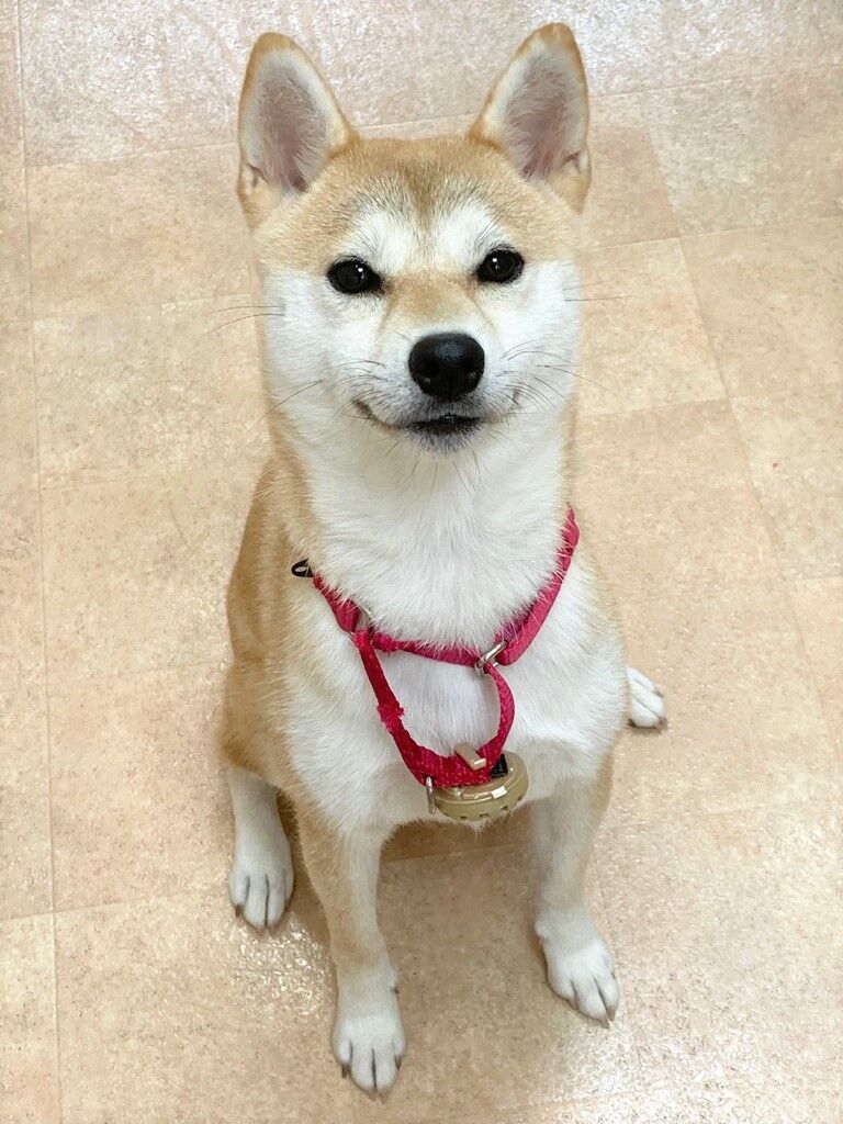 横浜市の犬のしつけレッスン/神奈川区 柴犬 アンちゃん 1才