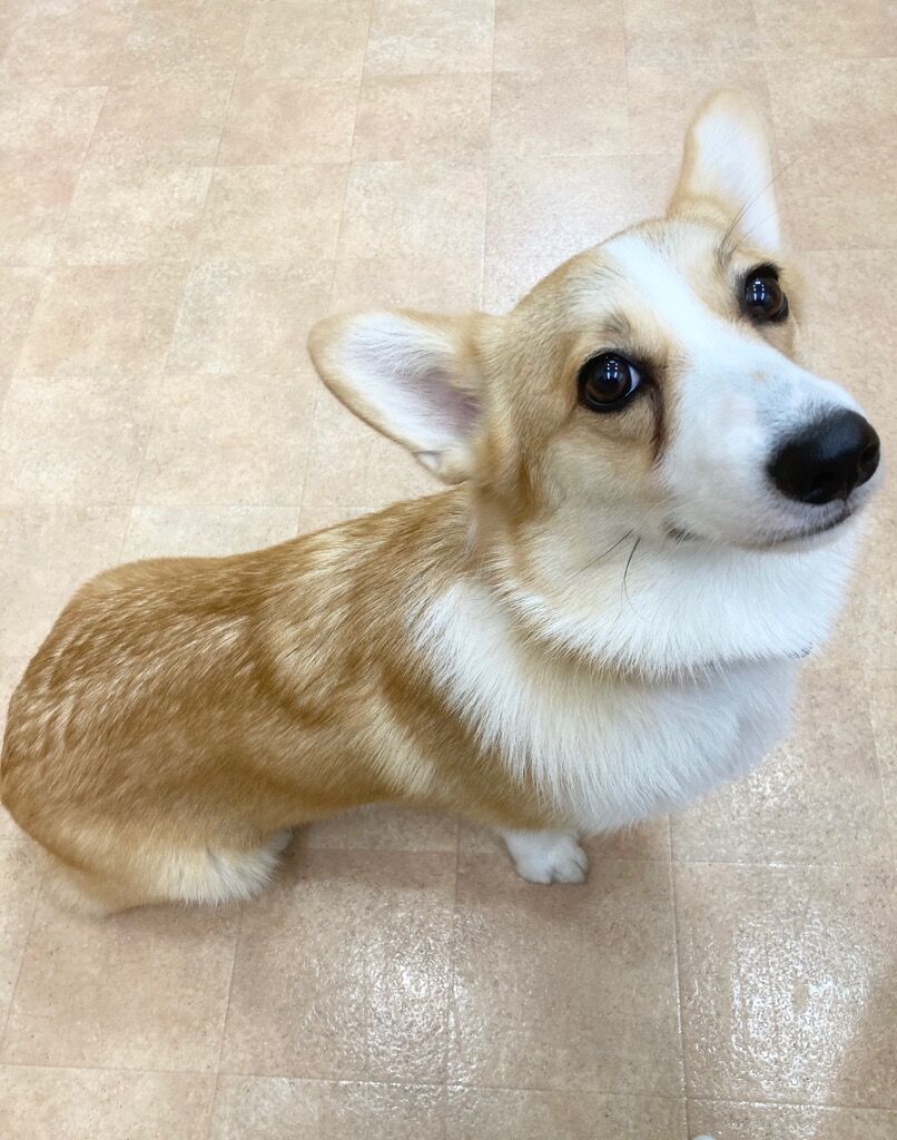 横浜市の犬のしつけ教室/保土ヶ谷区 コーギー まりんちゃん 1才