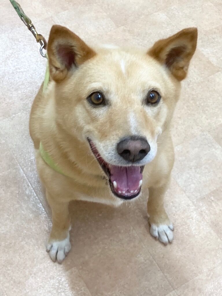横浜市の犬のしつけレッスン/茨城県 土浦市 コジローくん 6才