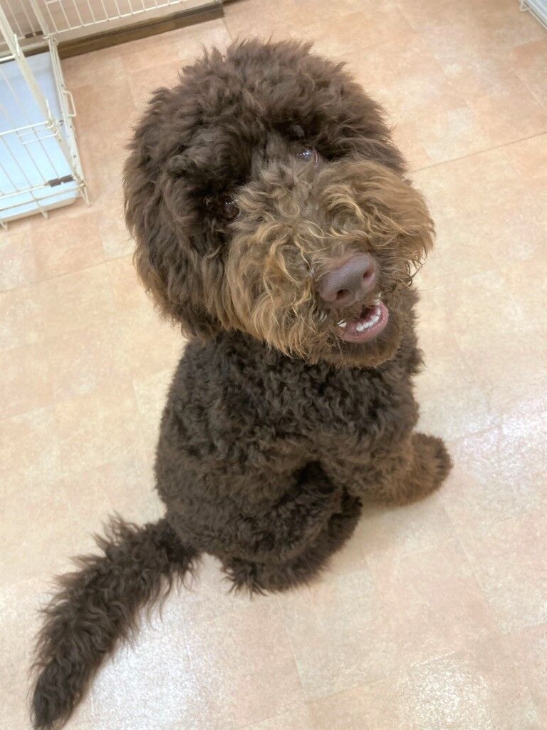 横浜市の犬のしつけレッスン/小田原市 スタンダード・プードル もあちゃん 7ヶ月 