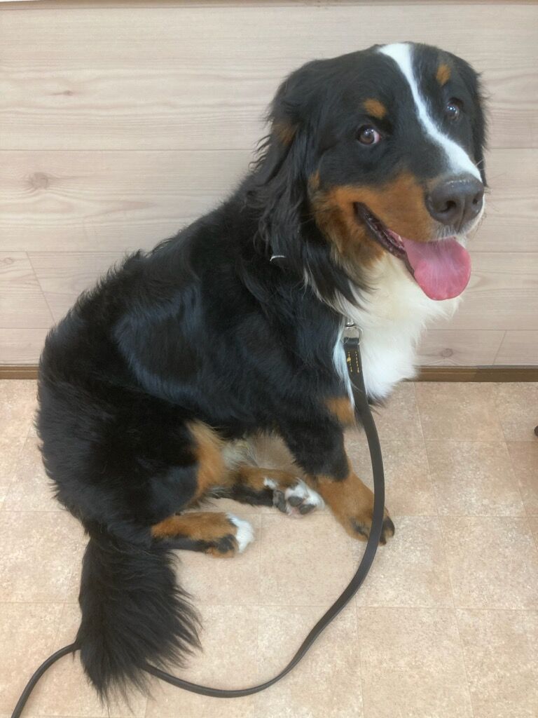 横浜市の犬のしつけレッスン/目黒区 バーニーズ・マウンテンドッグ ソルくん 1才