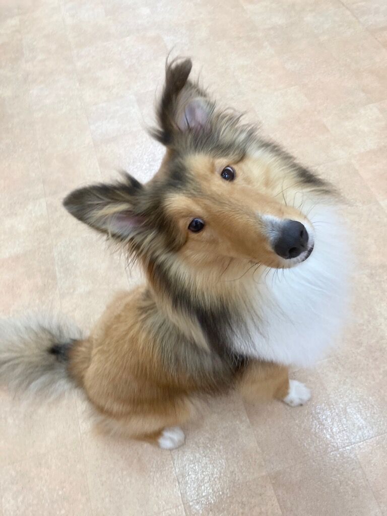横浜市の犬のしつけレッスン/戸塚区 シェットランド・シープドッグ 佐助くん １才