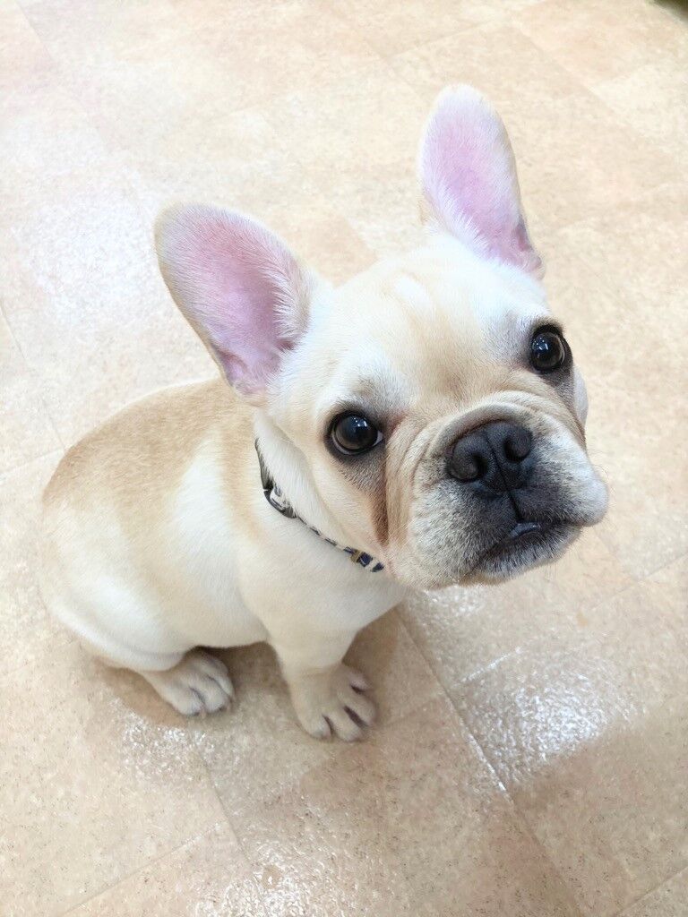 横浜市の犬のしつけレッスン/中区 フレンチ・ブルドッグ ひなこちゃん 3ヶ月