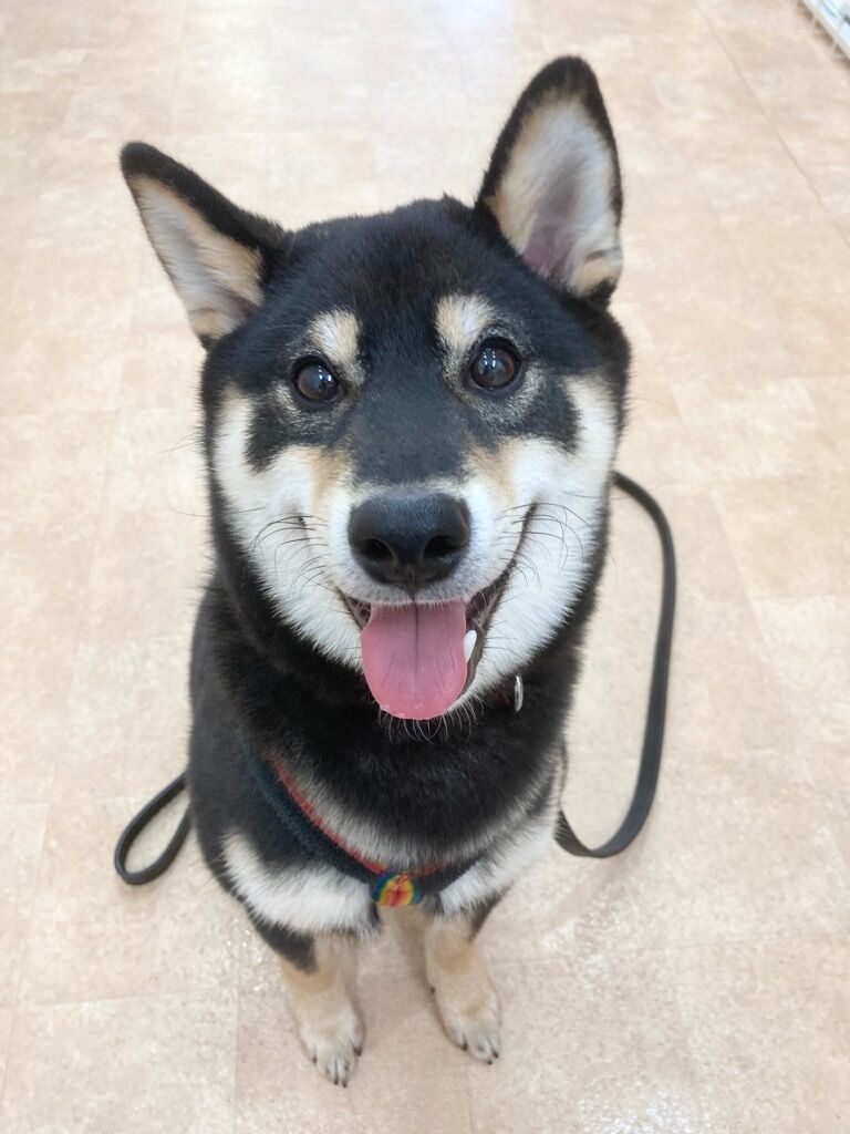横浜市の犬のしつけレッスン/南区 柴犬 だいふくくん 6ヶ月
