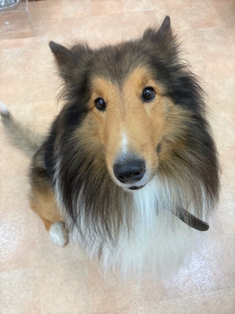 横浜市の犬のしつけレッスン/保土ヶ谷区 シェルティ サブローくん 4才