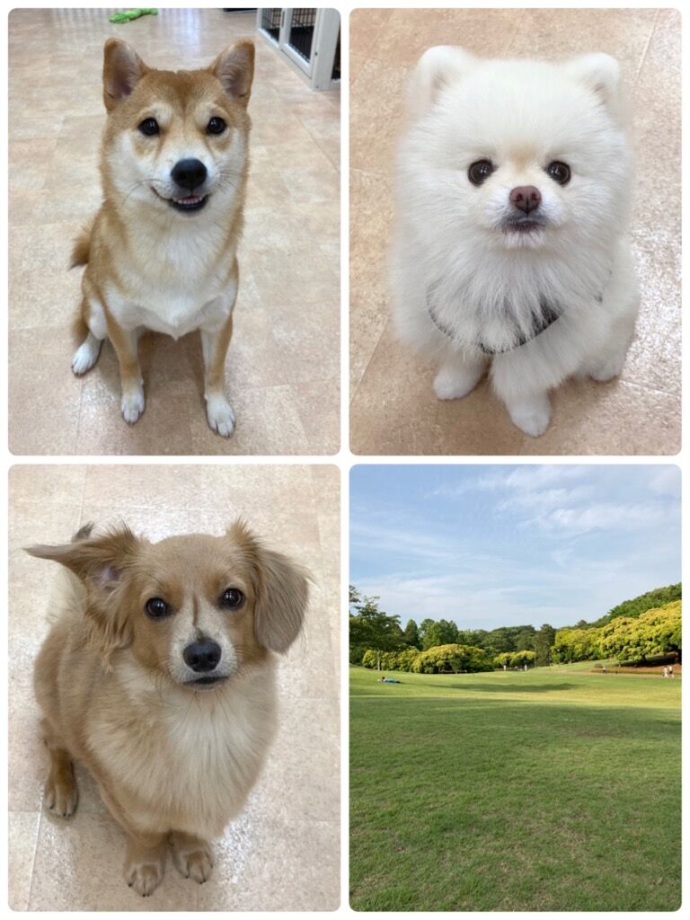 横浜市の犬のしつけ教室/今日のわん子達