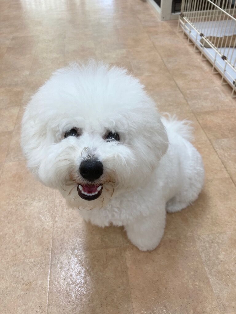 横浜市の犬のしつけレッスン/緑区 ビション・フリーゼ  キャロルちゃん 4ヶ月