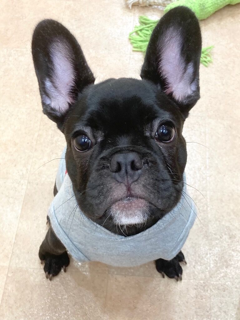 横浜市の犬のしつけレッスン/港北区 フレンチ・ブルドッグ ごんたくん 4ヶ月