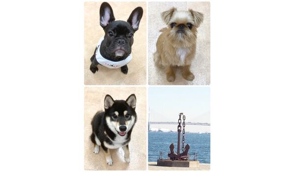 犬のしつけ教室・出張レッスン・無駄吠えの矯正レッスンを行うドッグスクール ヴィッセ今日のわん子達～10月7日 