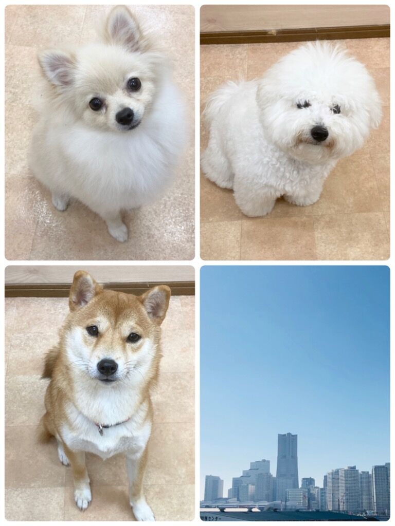横浜市の犬のしつけ教室/今日のわん子達