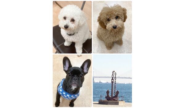 犬のしつけ教室・出張レッスン・無駄吠えの矯正レッスンを行うドッグスクール ヴィッセ今日のわん子達～10月15日 