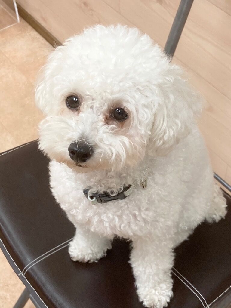 横浜市の犬のしつけレッスン/西区 トイ・プードル うめちゃん 3才