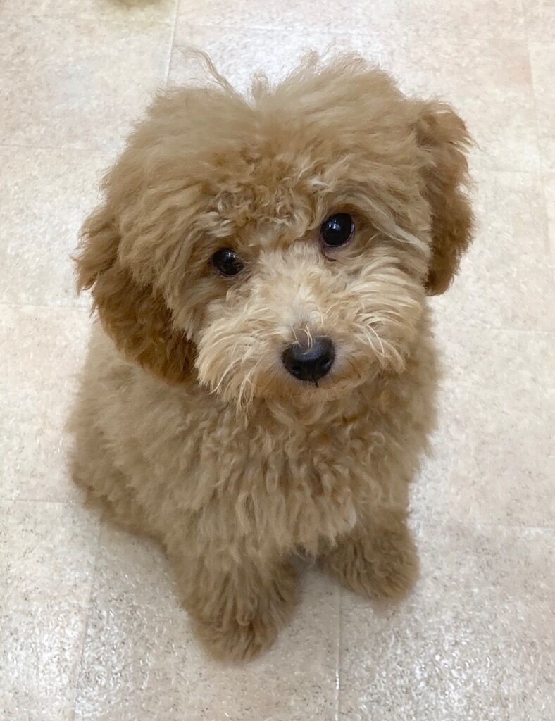 横浜市の犬のしつけレッスン/西区 トイ・プードル てんくん 5ヶ月