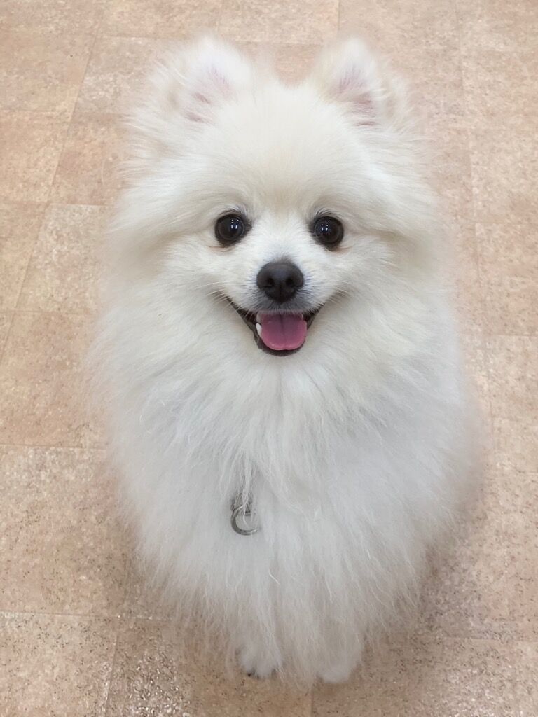 横浜市の犬のしつけレッスン/川崎市 ポメラニアン モコちゃん 1才