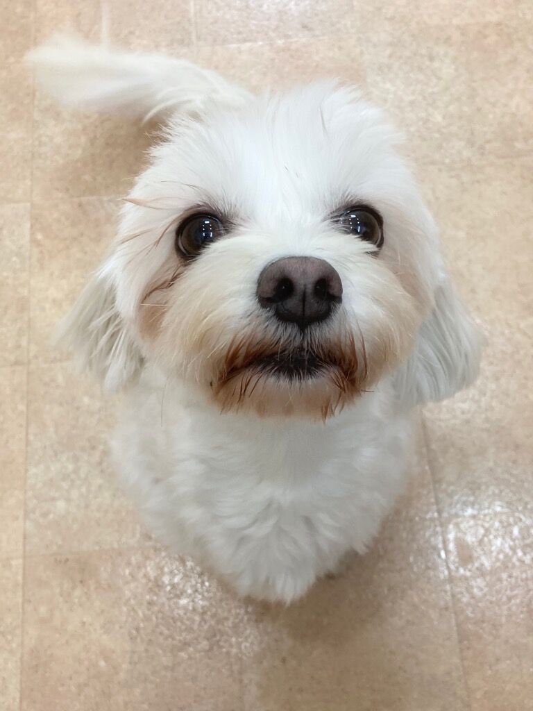 横浜市の犬のしつけレッスン/戸塚区 Mix ひまわりちゃん 2才