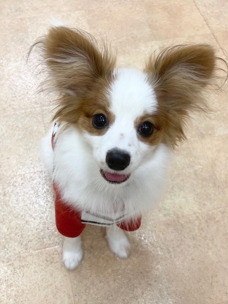 横浜市の犬のしつけレッスン/戸塚区 パピヨン レンくん 4ヶ月