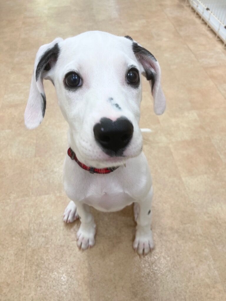 横浜市の犬のしつけレッスン/西区 ダルメシアン・ジャスパー あすかちゃん 3ヶ月