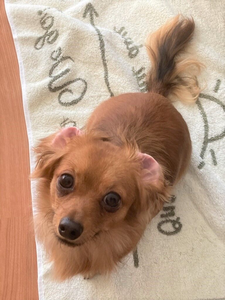横浜市の犬のしつけレッスン/静岡県 掛川市 チワックス ラピースくん 1才