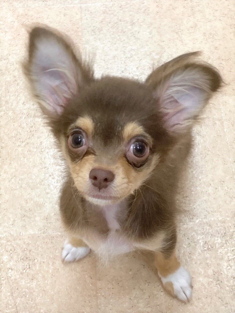 横浜市の犬のしつけレッスン/港北区 チワワ 界斗くん 4ヶ月