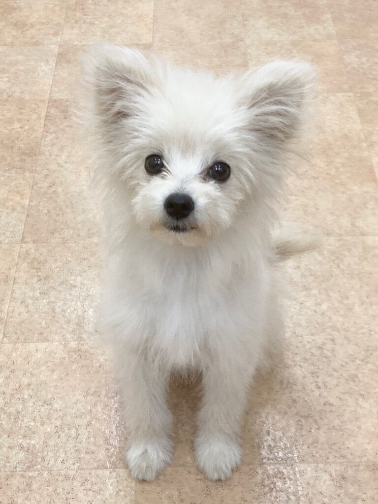 横浜市の犬のしつけレッスン/西区 おもちちゃん 5ヶ月