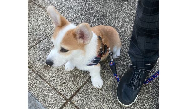 犬のしつけ教室・出張レッスン・無駄吠えの矯正レッスンを行うドッグスクール ヴィッセ今日のわん子達～12月26日 