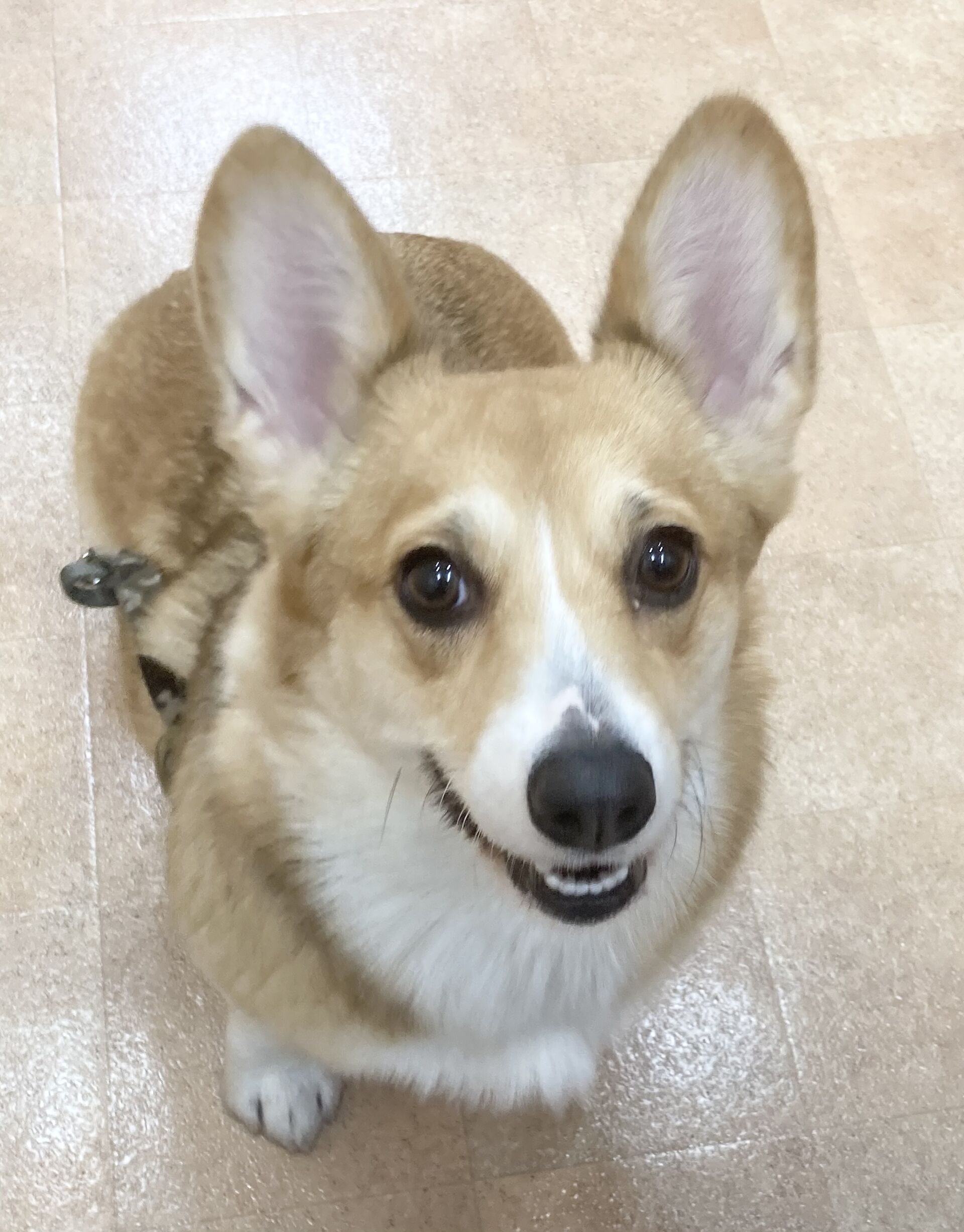 横浜市の犬のしつけレッスン/中区 ウェルシュ・コーギー きなこちゃん 