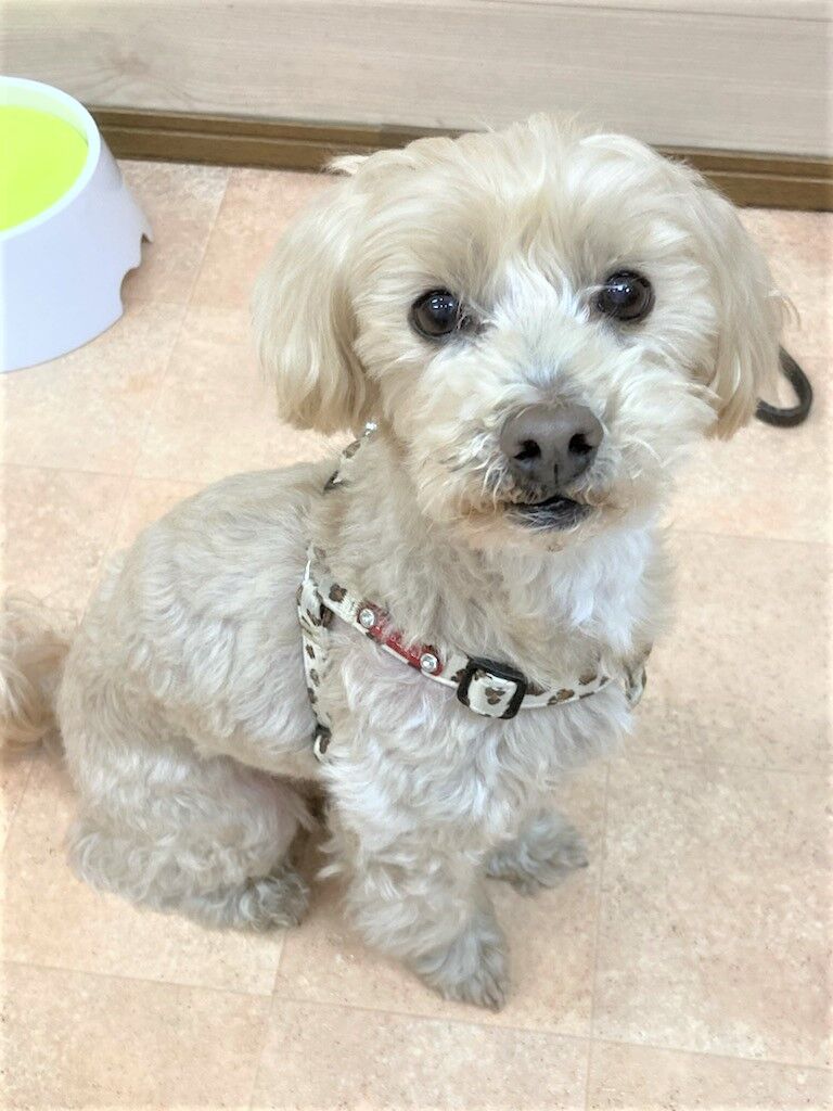 横浜市の犬のしつけレッスン/南区 トイ・プードル クッキーくん 11才 