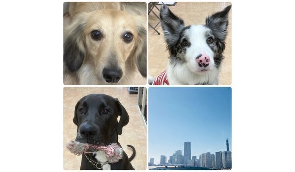 犬のしつけ教室・出張レッスン・無駄吠えの矯正レッスンを行うドッグスクール ヴィッセ今日のわん子達～1月27日 