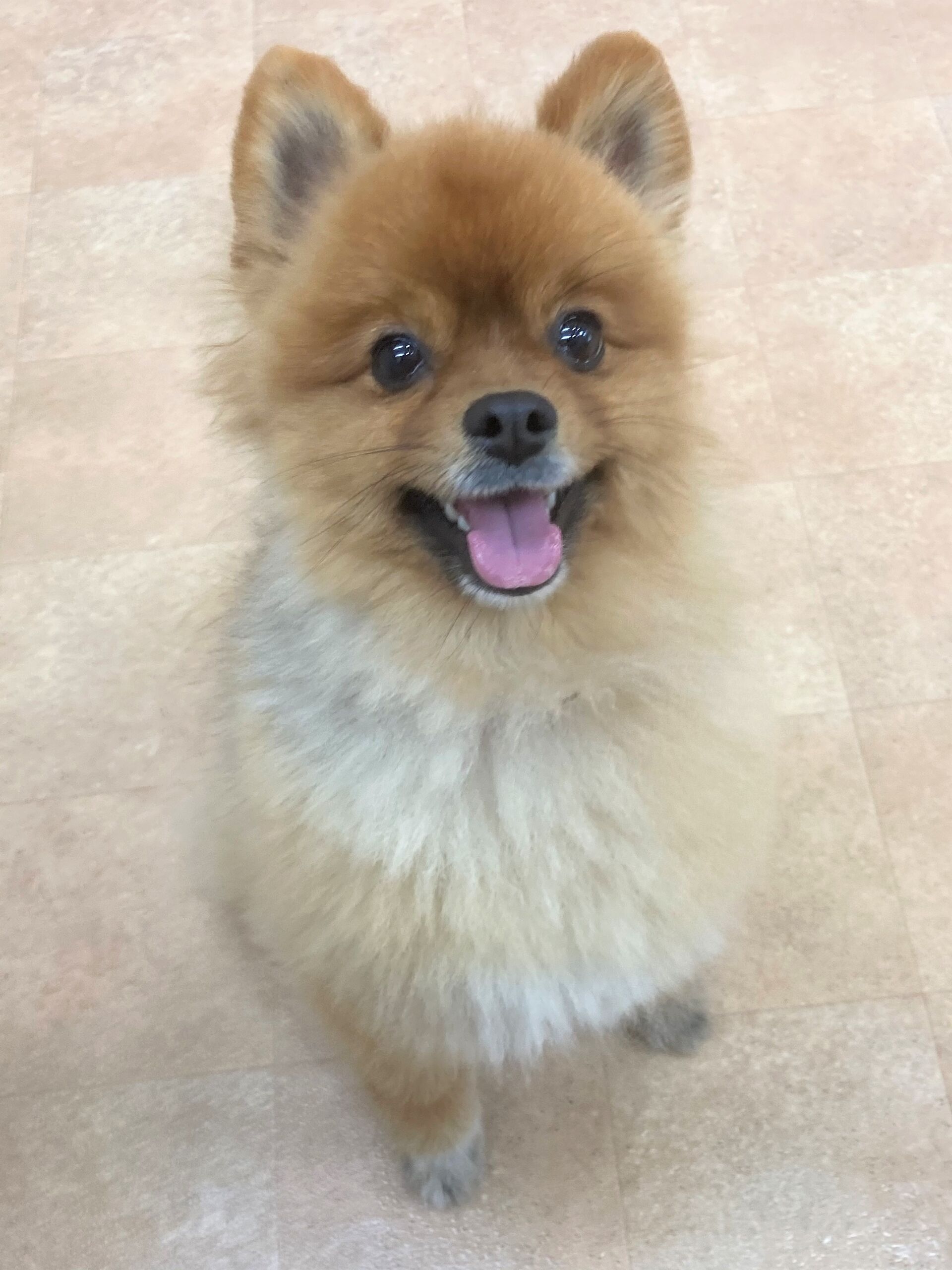 横浜市の犬のしつけレッスン/鶴見区 ポメラニアン モコちゃん 3才
