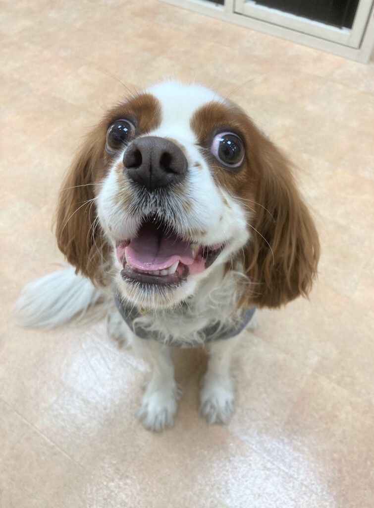 横浜市の犬のしつけレッスン/市川市 キャバリア ティーダくん 3才