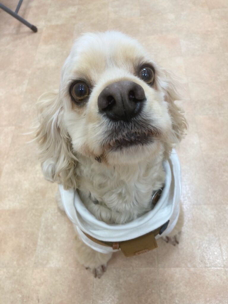 横浜市の犬のしつけレッスン/千葉県市川市 A.コッカースパニエル ベルくん 4才