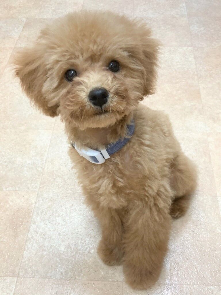 横浜市の犬のしつけレッスン/金沢区 トイ・プードル つみれくん 4ヶ月