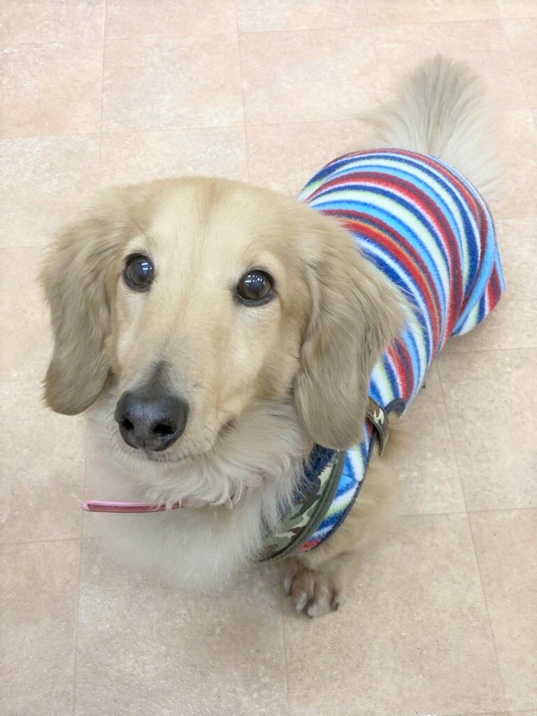 横浜市の犬のしつけレッスン/保土ヶ谷区 M.ダックスフント シェーンくん 11才