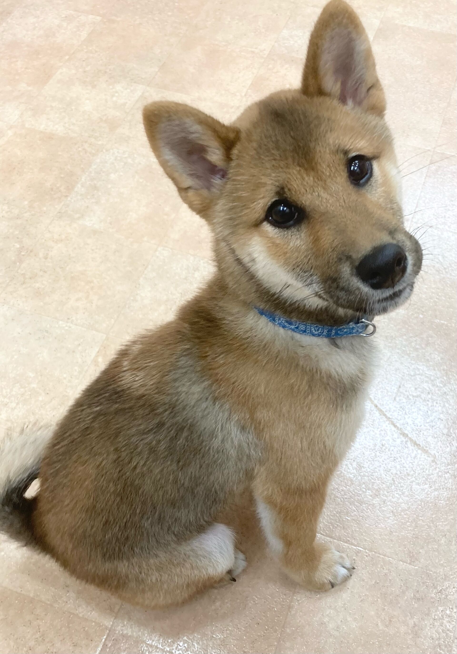 横浜市の犬のしつけレッスン/磯子区 柴犬 ジャンくん 5ヶ月