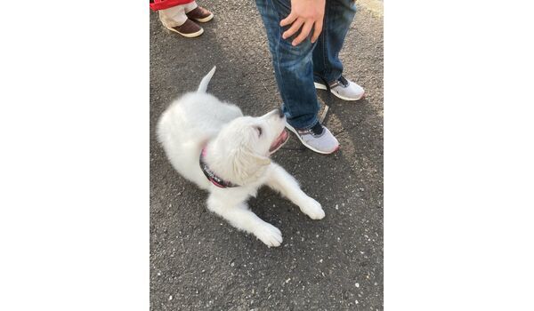 犬のしつけ教室・出張レッスン・無駄吠えの矯正レッスンを行うドッグスクール ヴィッセコントロールポジション～ 