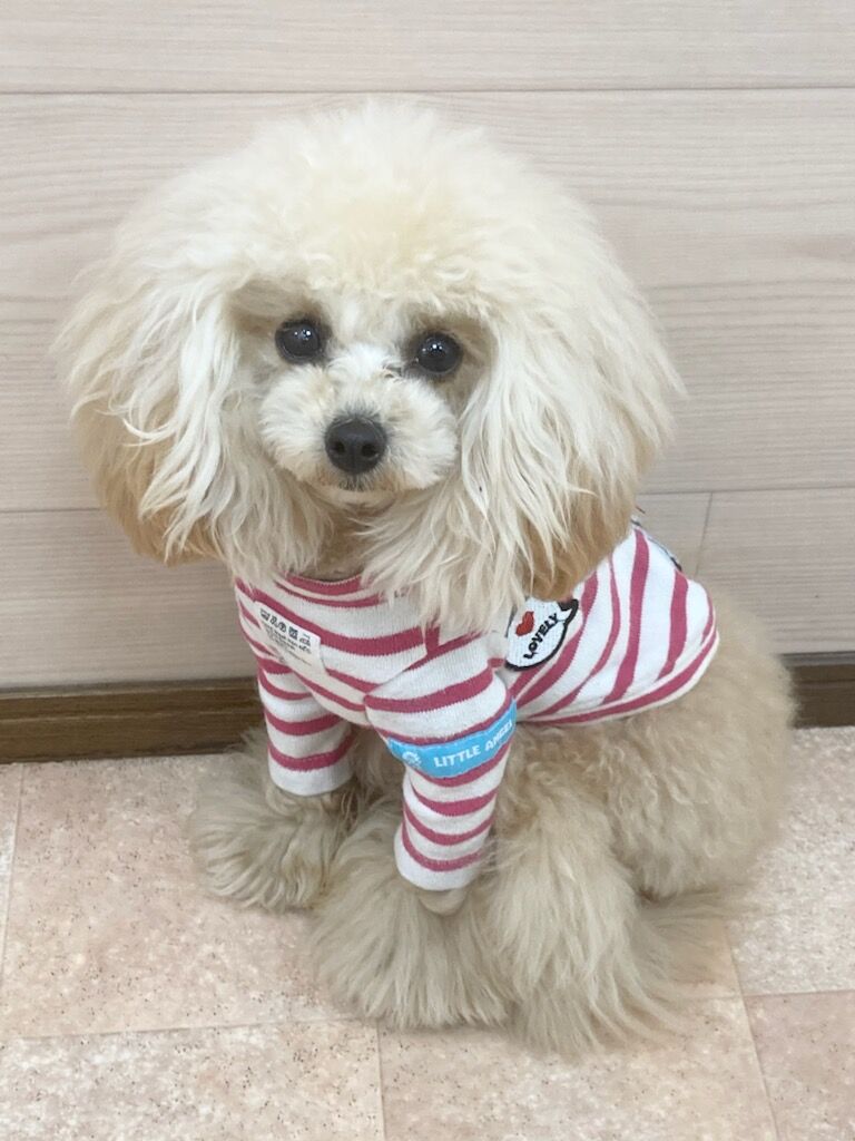 横浜市の犬のしつけレッスン/相模原市 トイ・プードル とあくん 1才