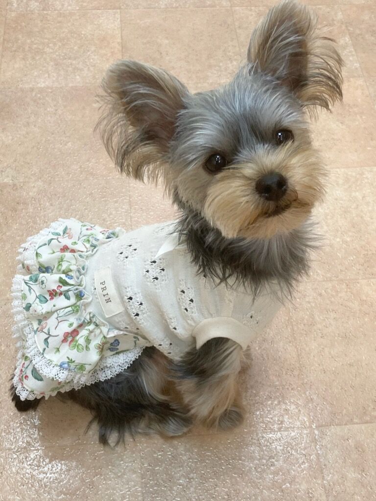 横浜市の犬のしつけレッスン/南区 ヨークシャー・テリア プリンちゃん 1才