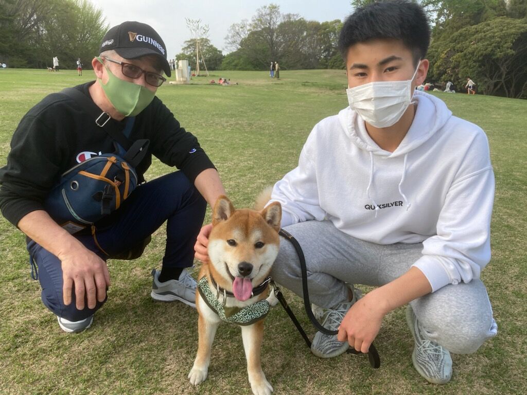 横浜市の犬のしつけレッスン/南区 柴犬 ウッディくん 1才