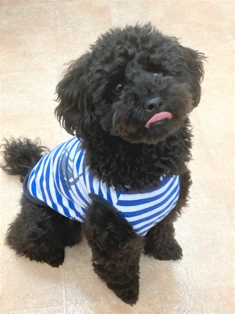 横浜市の犬のしつけレッスン/中区 トイ・プードル ごまちゃん 9ヶ月