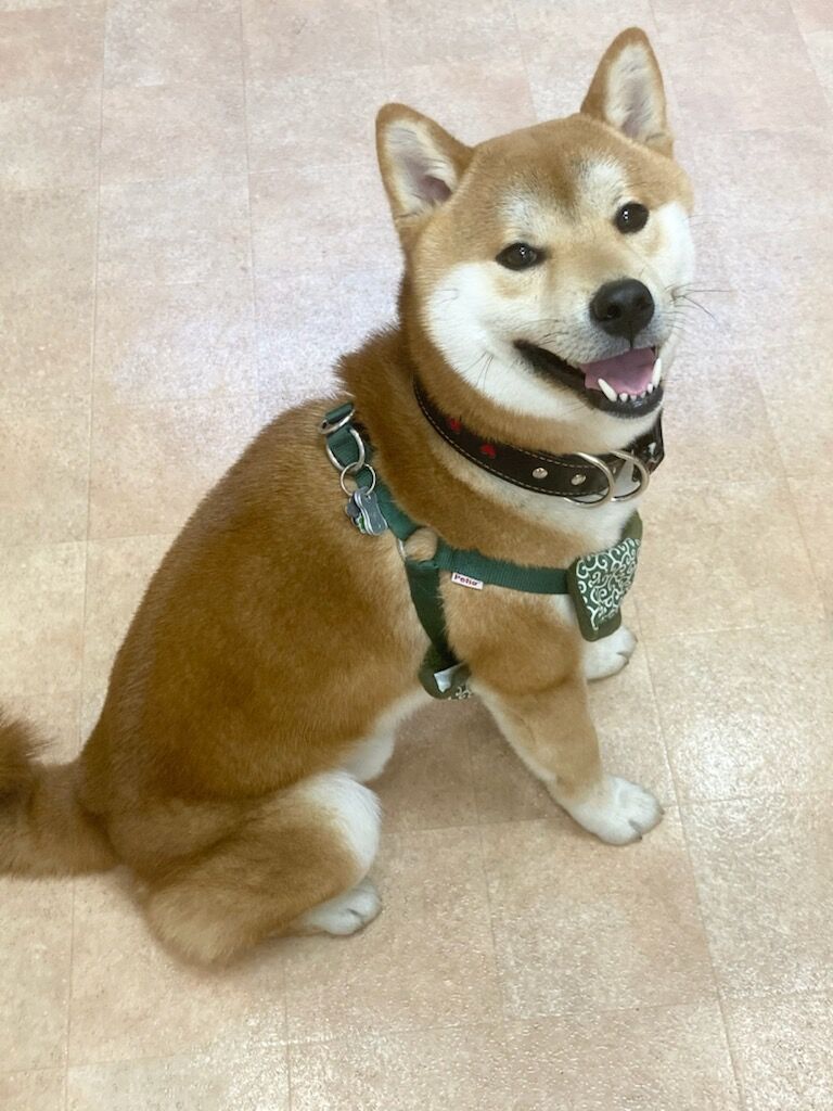 横浜市の犬のしつけレッスン/南区 柴犬 ウッディくん 1才