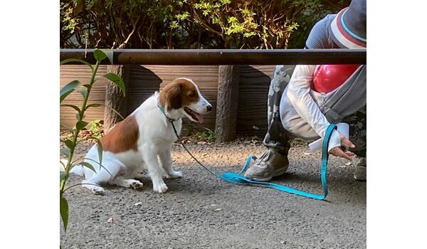 犬のしつけ教室・出張レッスン・無駄吠えの矯正レッスンを行うドッグスクール ヴィッセ/待っては何のため？ 
