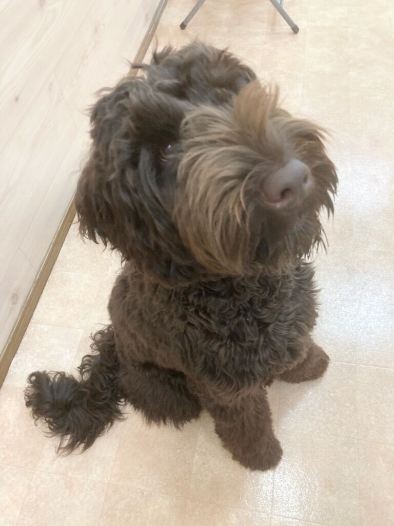 横浜市の犬のしつけレッスン/横須賀市 O.ラブラドゥードル ラルフくん 7ヶ月