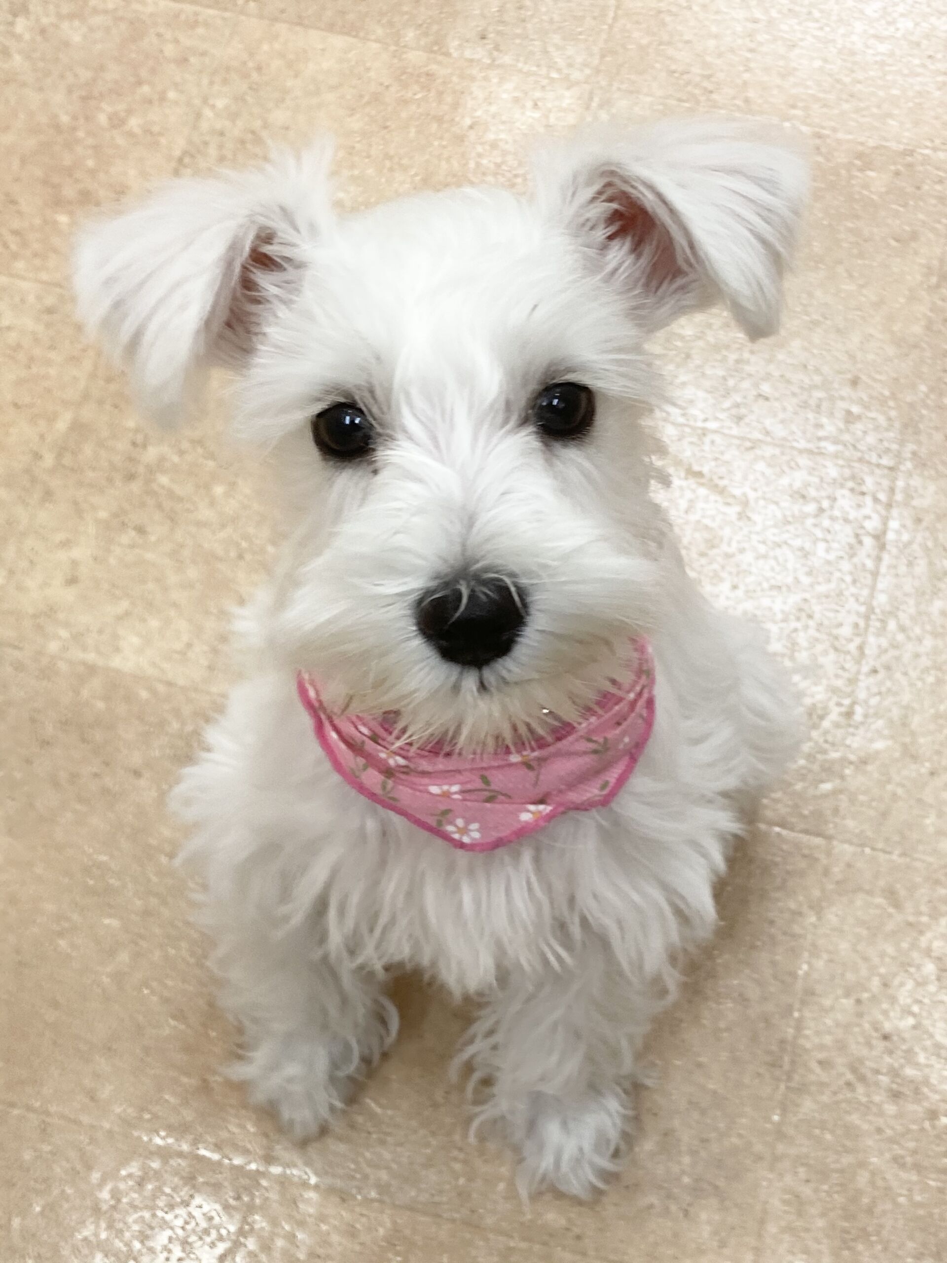 横浜市の犬のしつけレッスン/南区 ミニチュア・シュナウザー ビビちゃん 2ヶ月半