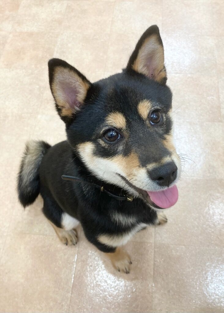 横浜市の犬のしつけレッスン/中区 豆柴 つむぎちゃん 5ヶ月