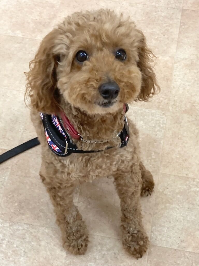横浜市の犬のしつけレッスン/神奈川区 トイ・プードル 茶茶丸くん 6才