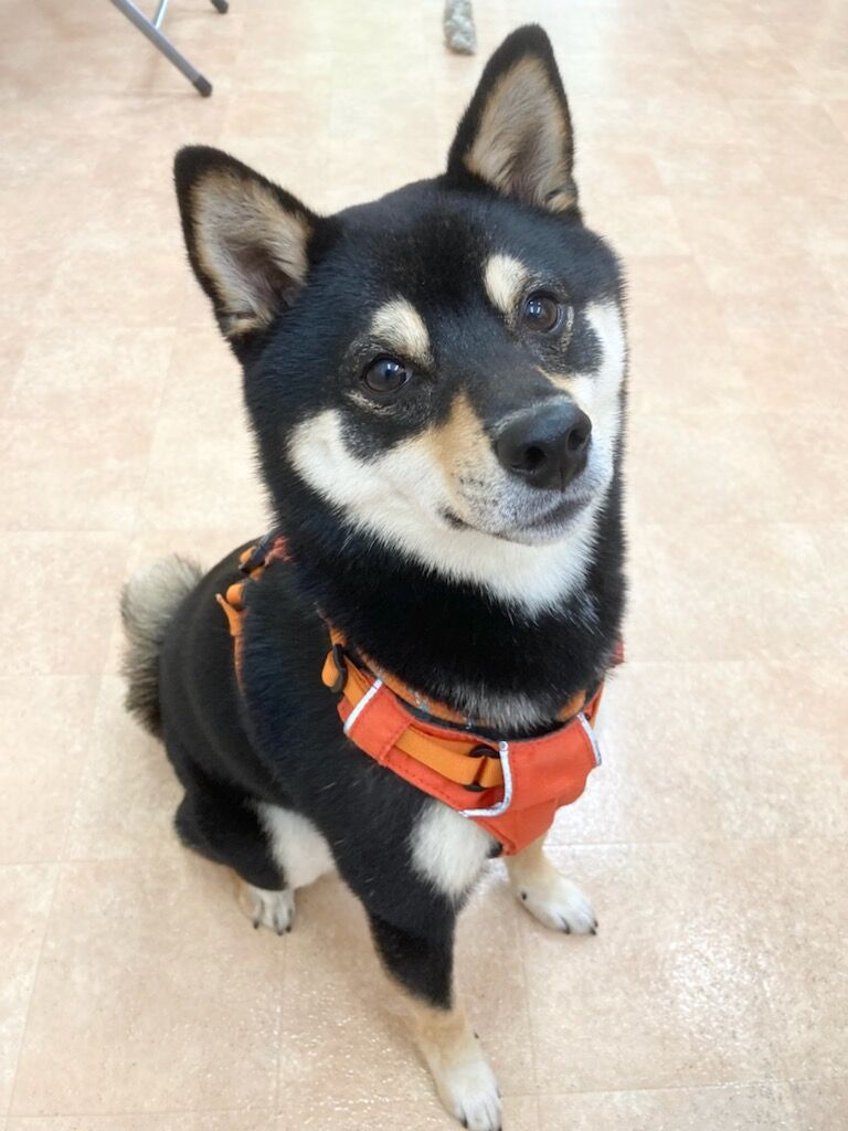 横浜市の犬のしつけレッスン/中区 豆柴 なつちゃん 1才8ヶ月