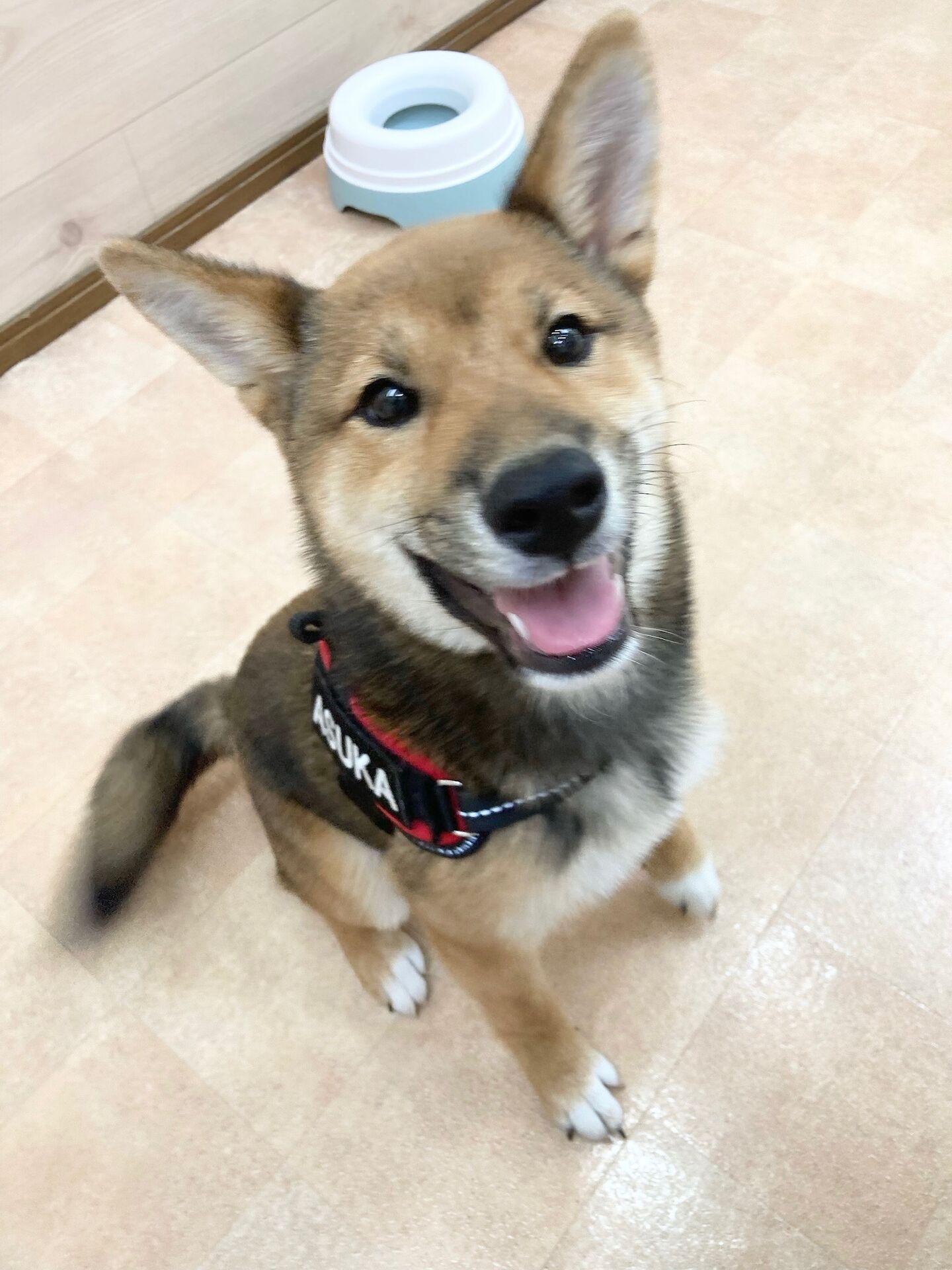 横浜市の犬のしつけレッスン/磯子区 柴犬 飛鳥くん 5ヶ月